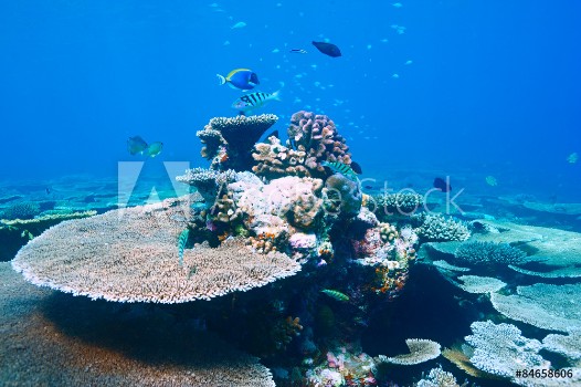 Picture of Coral reef at Maldives